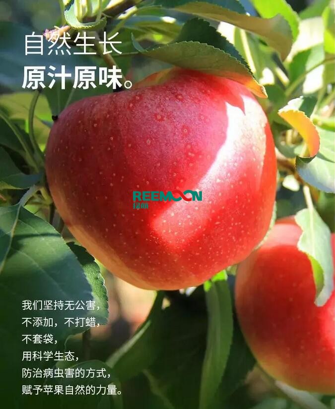 昭通蘋(píng)果：依靠短根莖種植和數(shù)字分揀技術(shù)帶動(dòng)蘋(píng)果產(chǎn)業(yè)標(biāo)準(zhǔn)化在推動(dòng)蘋(píng)果產(chǎn)業(yè)發(fā)展的過(guò)程中，昭通始終把加強(qiáng)企業(yè)領(lǐng)導(dǎo)力作為一個(gè)有力的切入點(diǎn)。為此，引進(jìn)陜西海生、SDIC中路、一寶、華師天農(nóng)等30多家企業(yè)，打造冷鏈物流市場(chǎng)，對(duì)蘋(píng)果進(jìn)行深加工，建立物聯(lián)網(wǎng)和大數(shù)據(jù)聯(lián)合應(yīng)用平臺(tái)，追蹤蘋(píng)果生產(chǎn)全過(guò)程。已成為華南地區(qū)最