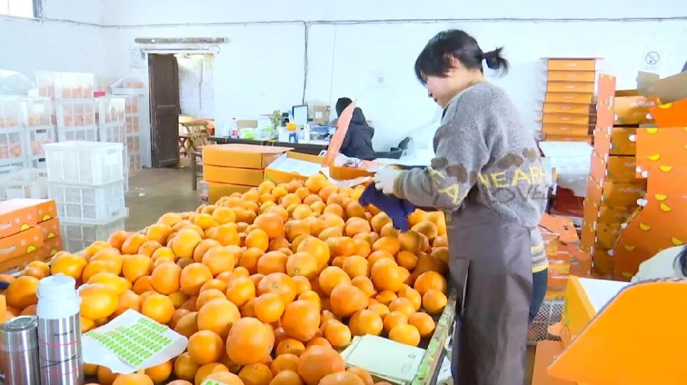 水果分選，提高效益！浙江溫嶺建成首條水果無損檢測分級流水線 眼下正是柑橘名果“紅美人”大批量上市期。這幾日，東浦農業開發有限公司東浦現代農業產品中心正在調試我市首條水果無損檢測分級流水線。該流水線不僅能區分果實大小、輕重，還能通過激光、紅外光譜，分辨出果實有無擦傷等瑕疵