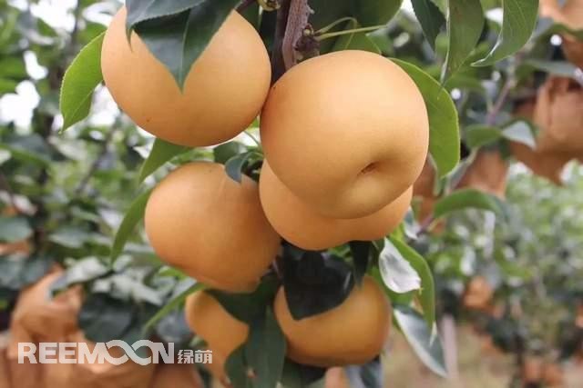 蘋果和梨作為我國(guó)的傳統(tǒng)水果，其種植面積一直很大，前者產(chǎn)量為4000多萬(wàn)噸，后者產(chǎn)量近2000萬(wàn)噸。只不過(guò)近年來(lái)它們的命運(yùn)并不是太好，價(jià)格迎來(lái)了持續(xù)低迷。就拿蘋果來(lái)說(shuō)，今年年初至今一直低迷不振，庫(kù)存蘋果5月份時(shí)已跌至5毛左右，6月份時(shí)跌到2-3毛一斤，8月份時(shí)更是以1-2毛賤價(jià)賣給榨汁廠。而受庫(kù)存蘋果的爛市，早熟蘋果價(jià)