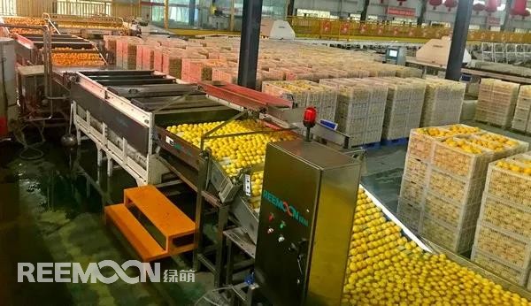 新一季的檸檬于九月中旬上市，采摘季將持續(xù)到十二月底結(jié)束。今年檸檬的品質(zhì)比往年更好，但產(chǎn)量較降低了近40%。王國(guó)龍是重慶匯達(dá)檸檬科技集團(tuán)有限公司的銷售經(jīng)理，他首先介紹了產(chǎn)地方面的情況，“一方面，受低溫霜凍和春旱天氣影響，部分果樹被凍。另一方面，疫情之下，一些基地的管理水平跟不上，這也導(dǎo)致本季產(chǎn)量有所降低。
