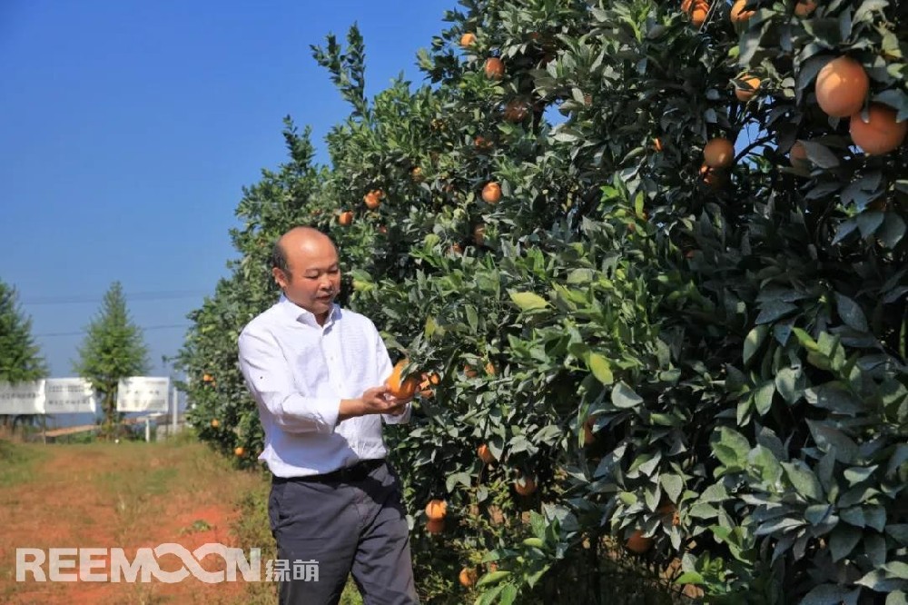 江西綠萌科技控股有限公司董事長(zhǎng)朱壹我是第3次造訪綠萌位于江西省信豐縣大阿鎮(zhèn)的現(xiàn)代農(nóng)業(yè)科技示范基地。與前幾次來(lái)的時(shí)間不同，這趟過來(lái)恰逢果實(shí)成熟期。我們品嘗了幾個(gè)品種，口感都非常好。尤其是我最愛的“雞尾葡萄柚”，糖度普遍在13%以上，風(fēng)味令人記憶深刻?！艾F(xiàn)在除了臍橙和‘雞尾葡萄柚’，還有其他適合的品種