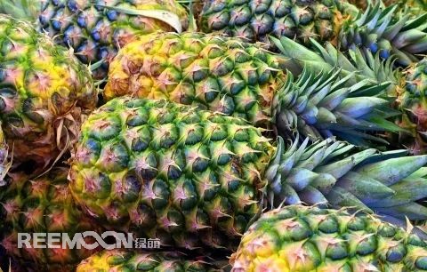 即將到來的3-5月是菠蘿大量成熟的季節(jié)，但是本月中旬已有幾十家采購商應(yīng)邀前往徐聞考察，帶動(dòng)起一波菠蘿采購潮。2月12日，徐聞縣向全球采購商發(fā)出《來自“菠蘿的海”的信》引發(fā)熱烈反響。十多家境內(nèi)外媒體紛紛轉(zhuǎn)發(fā)點(diǎn)贊，不少外地采購商“搶鮮”登門。短短3天時(shí)間，已經(jīng)有來自遼寧、山東、山西、陜西、四川、河南、上海等地的