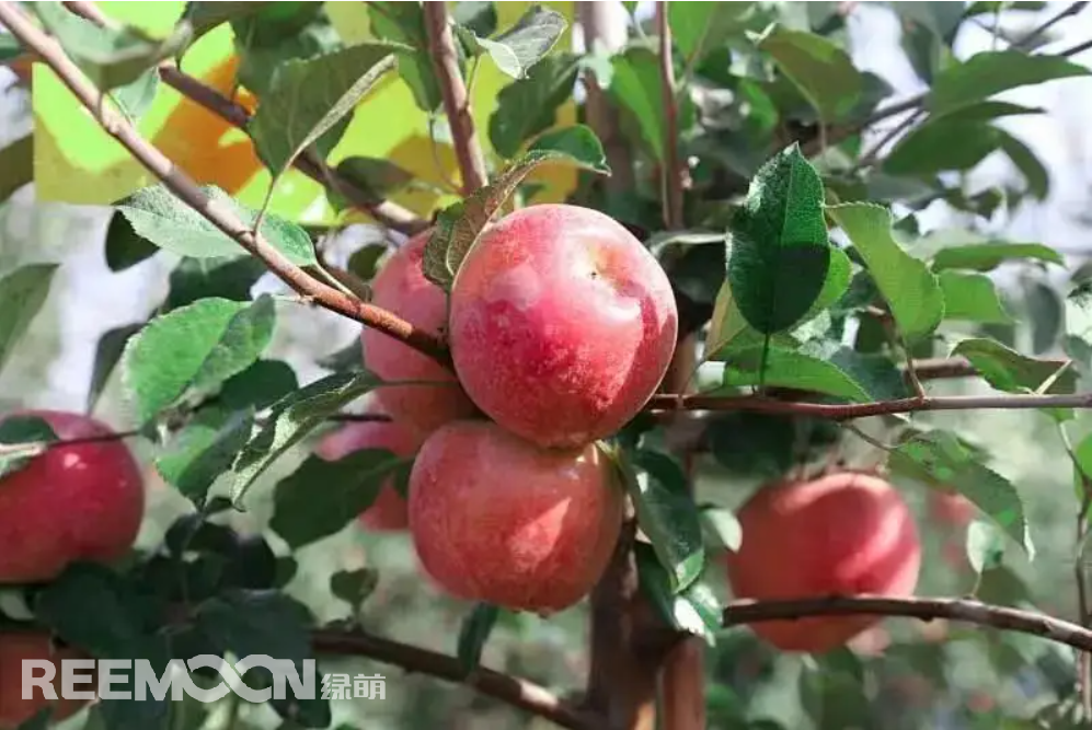 全國蘋果種植面積持續增加，蘋果產量不斷提高，但還是有很多人發出蘋果都會有“沒有以前的好吃”的疑惑。消費者的口味在發生變化，對蘋果口感的追求也越來越高。蘋果產業也面臨著一場變革。如何在這場沒有硝煙的戰場上殺出重圍，江蘇斯味特果業給出了一個很好的選項。斯味特果業種植的萬畝蘋果是從新西蘭引進的富士系列新品