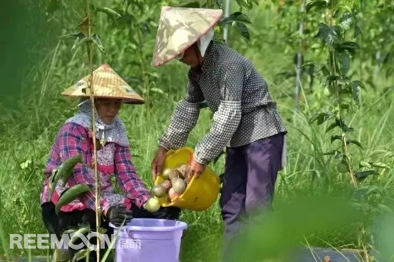 從2014年的2000畝到2022年的6.1萬畝，貴州省從江縣百香果種植面積逐步擴大，已成為了縣主導產業，也成為了群眾致富的“金果果”。走進從江縣農特產品集散中心大數據服務中心，從跳動的百香果數據屏可以看出，從江百香果的最高批發價已經達到19元/斤，而全國最高批發價則在15.6元/斤。想要果品在市場中取得消費者的喜愛和認可