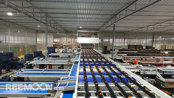 秋意漸濃, 橘香四溢。秘魯最大的冷庫制造商Friopacking投資新建的加工廠里熱鬧不凡，綠萌Fruscan S7柑橘分選設備正火力全開。據悉，Friopacking投資的公司Packing del Carmen主要加工柑橘和牛油果。與綠萌的結緣也是得益于南非與智利客戶的大力推薦。在經過與多家分選設備生產商比對以及與綠萌工程師溝通后，Packing del Ca